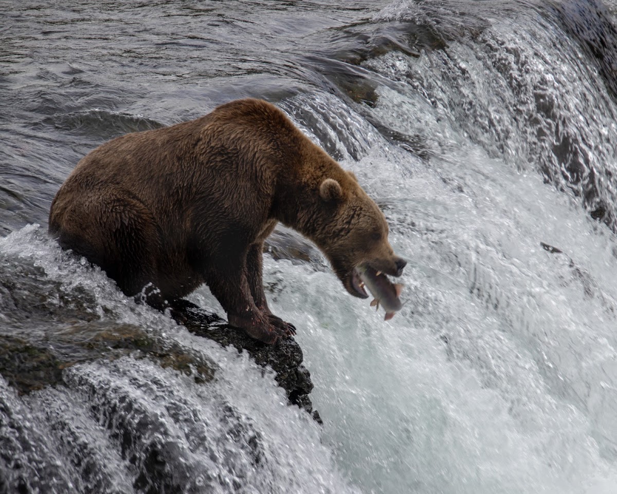 Fly Katmai