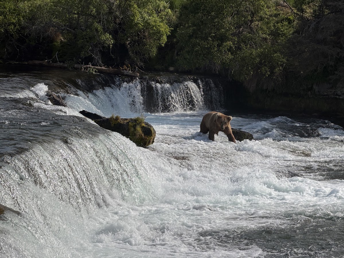 Fly Katmai